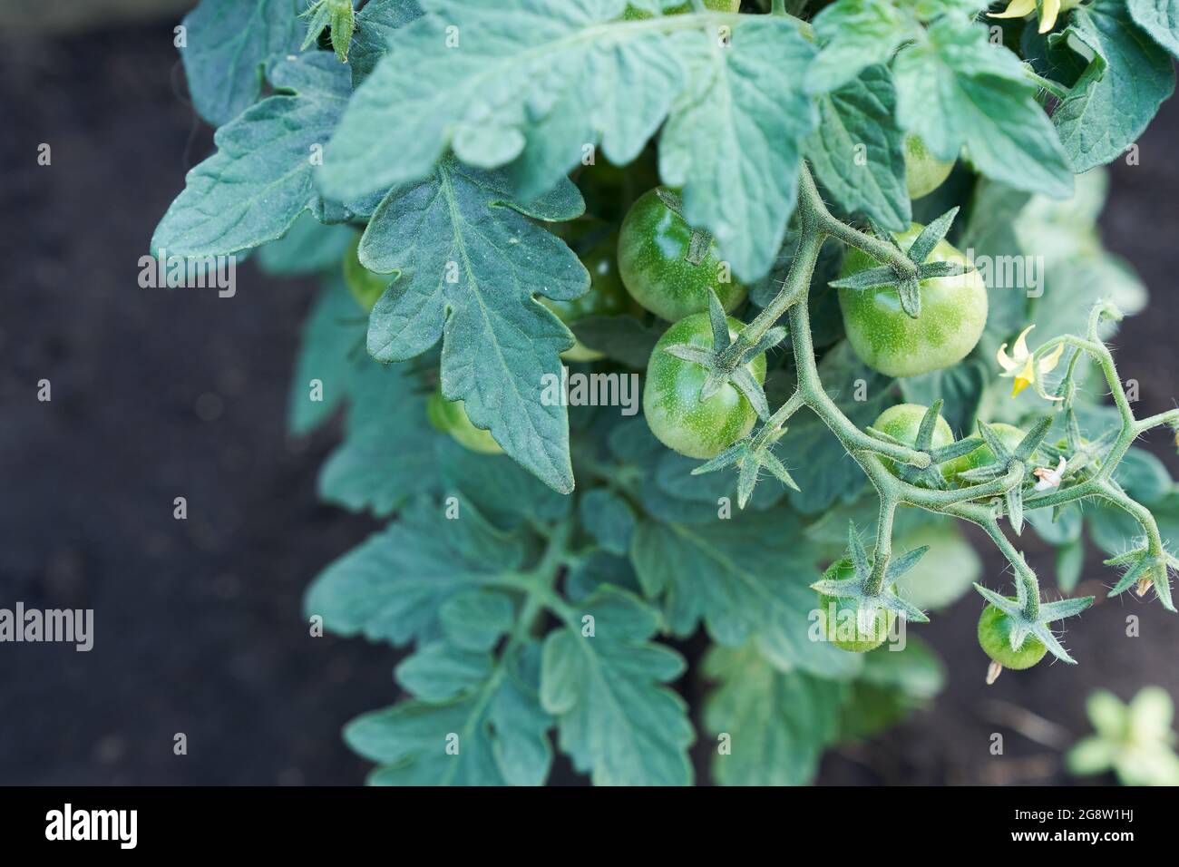 Cherry tomatoes are ripen on a branch in the greenhouse. Gardening and return to subsistence farming. High quality photo Stock Photo