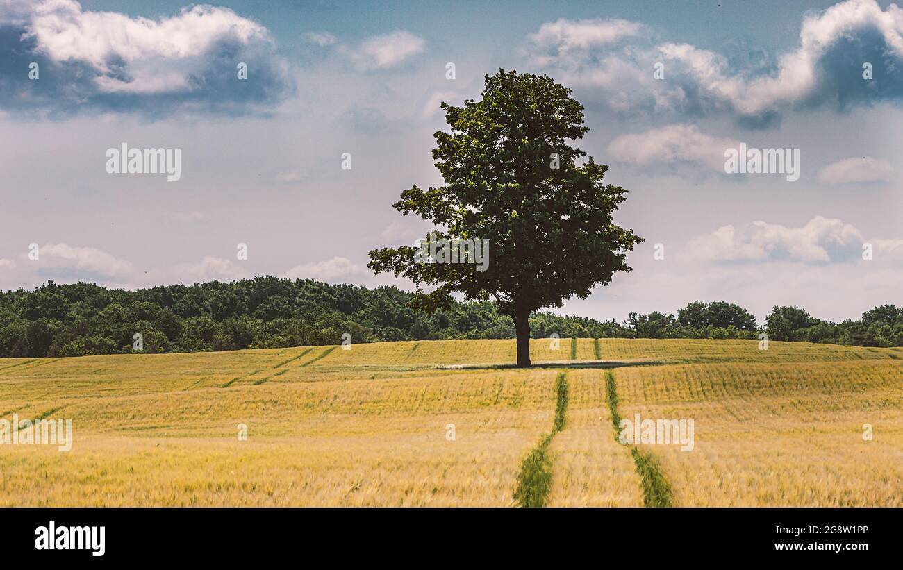 Standing all alone in this big empty field... Stock Photo