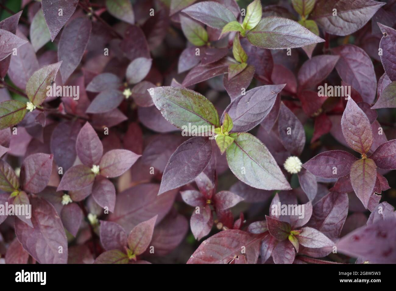 Red Aerva Sanguinolenta flower with a natural background Stock Photo