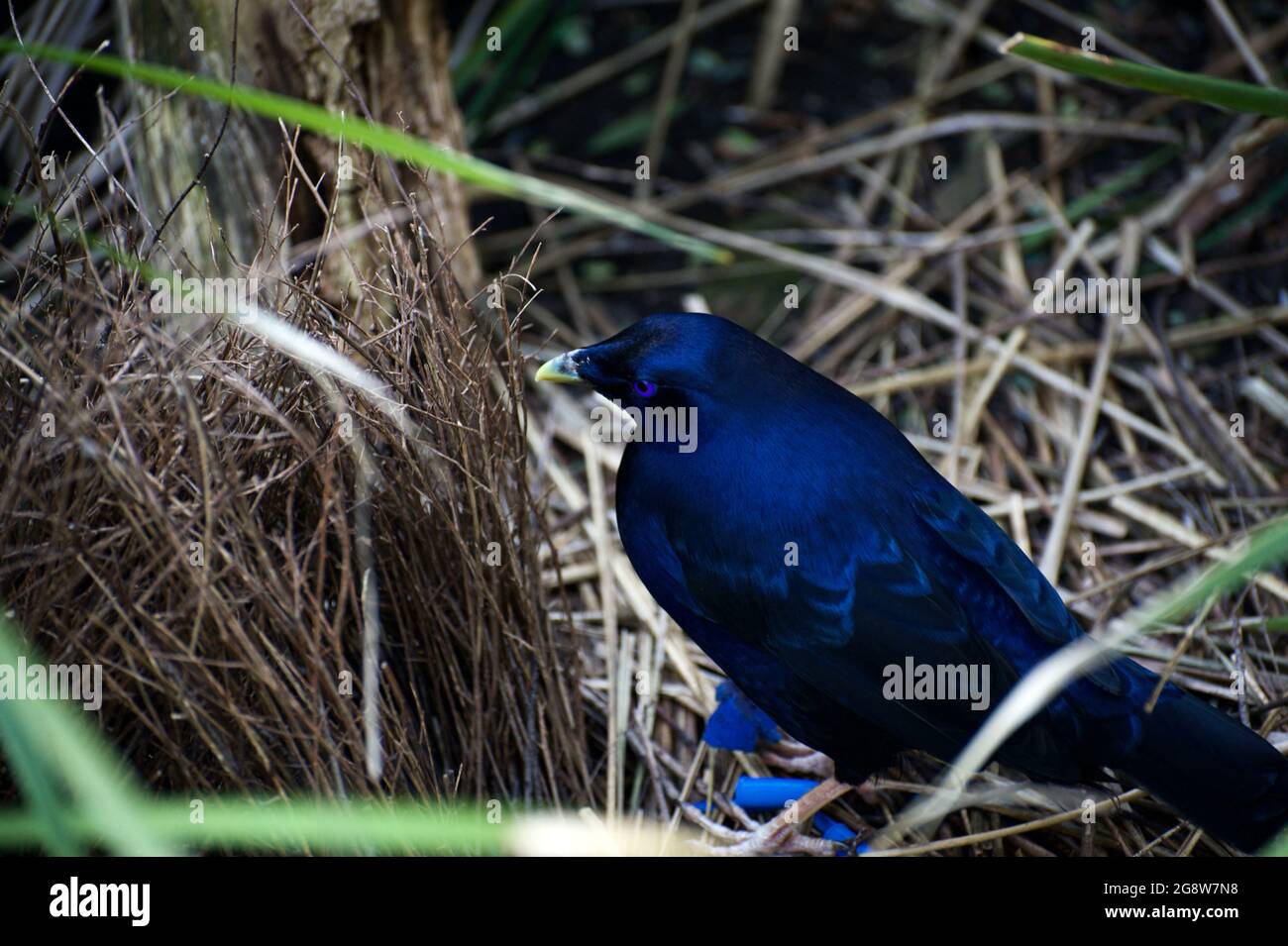 A Satin Bower Bird (Ptilonorhynchus Violaceus) inspects the bower he's built to attract a mate. He really is that shade of blue! Stock Photo