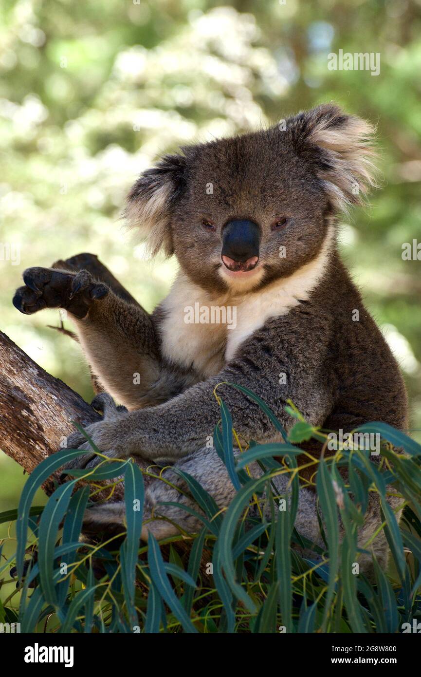 Hi I'm Benni. Benni is a veteran Koala (Phascolarctus Cinereus) at Healesville Sanctuary in Victoria, Australia. He knows how to pose for the visitors Stock Photo