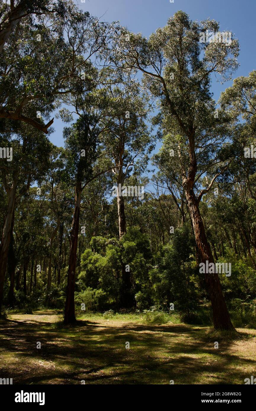 These kings of the forest are Eucalyptus Regnans, also known as