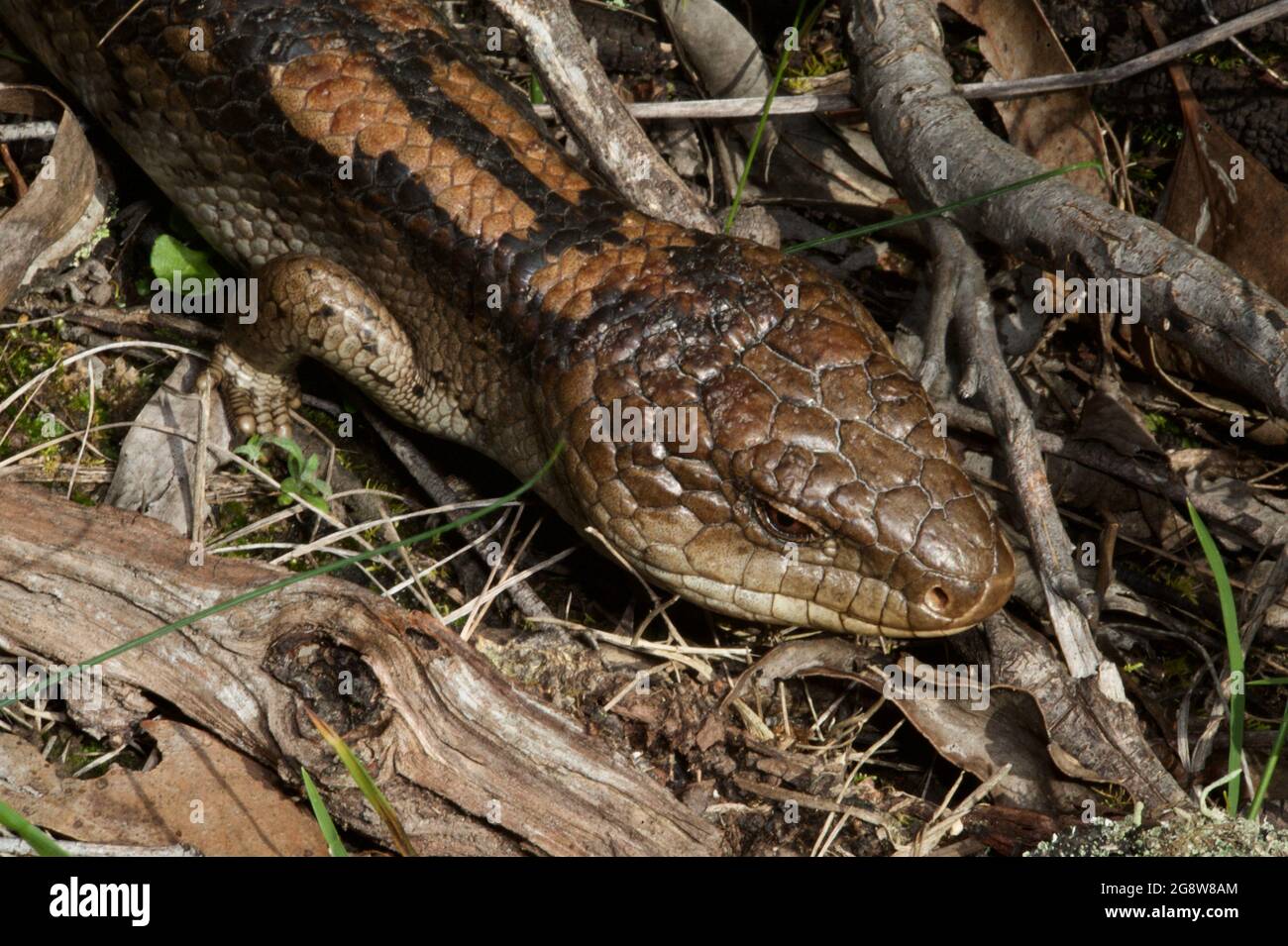 A Blotched Blue Tongue lizard (Tiliqua Nigrolutea) was basking in the long grass at Hochkins Ridge Flora Reserve in Croydon North, Victoria, Australia Stock Photo