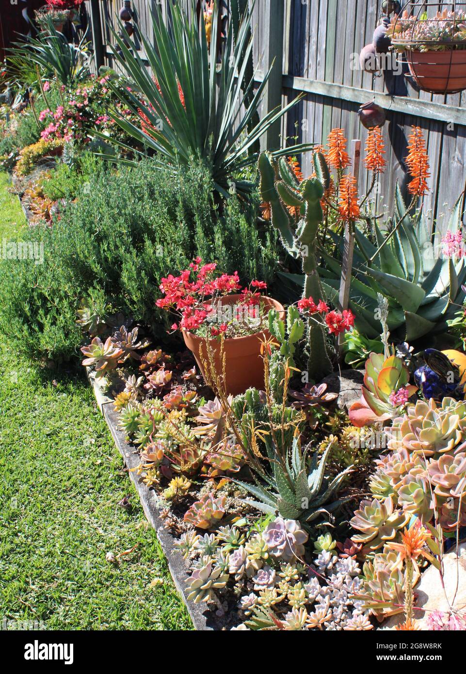 Australian private residential garden, with succulents that include Echeverias and Aloes. Stock Photo