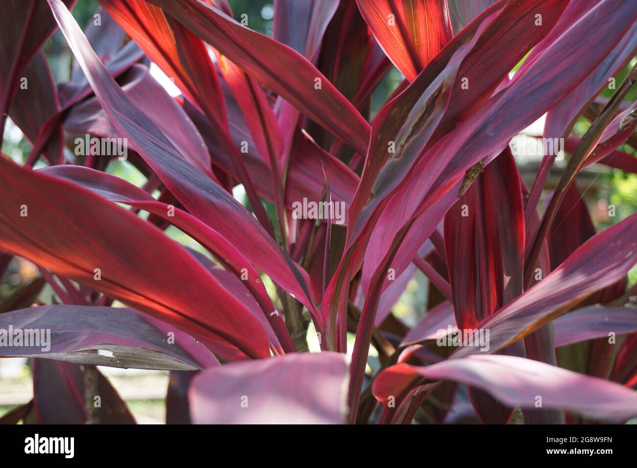 Green cordyline fruticosa commonly called ti plant, palm lily, cabbage palm, good luck plant, Convallaria fruticosa L., Asparagus terminalis L., Cordy Stock Photo
