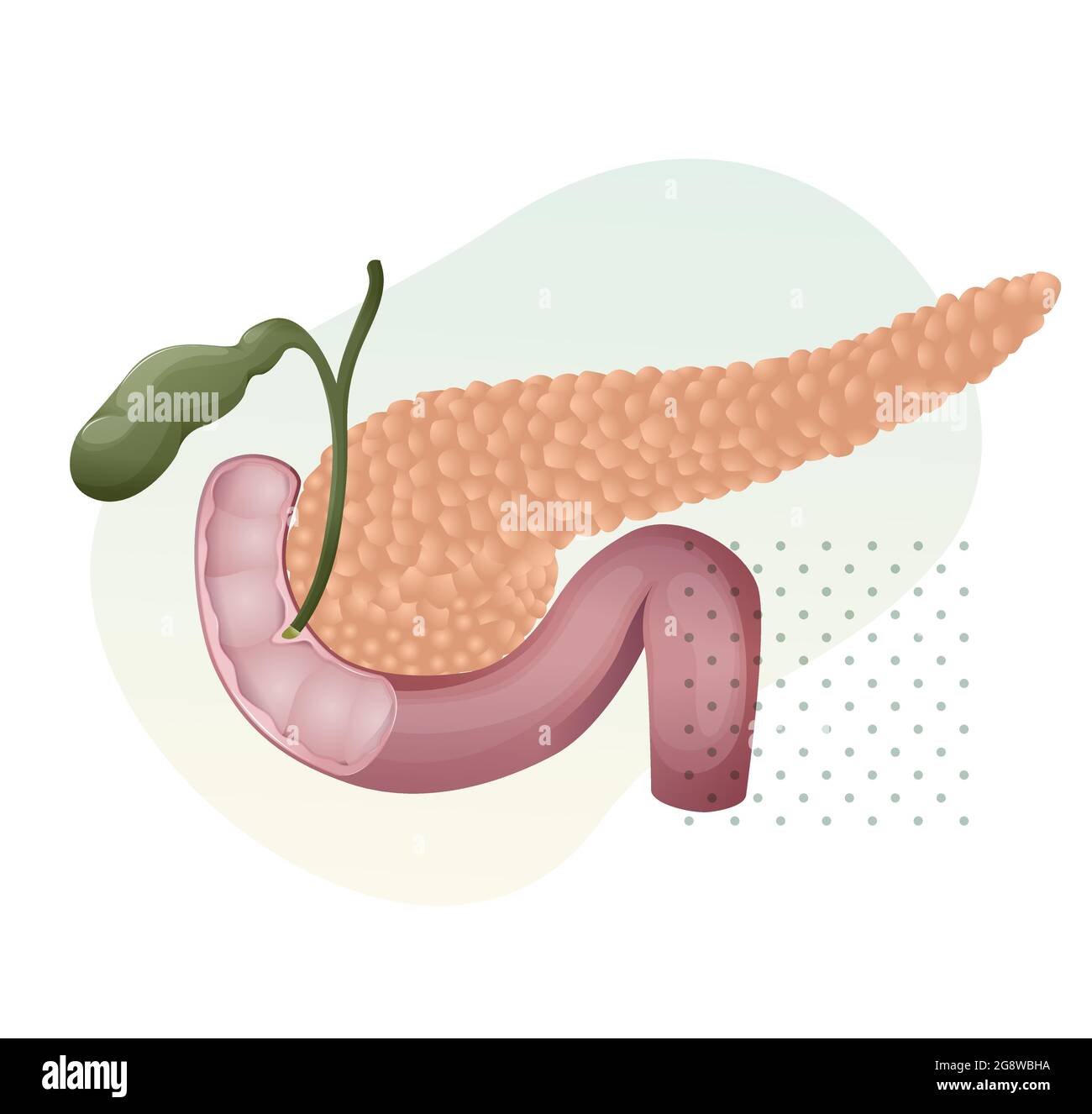 Pancreas Icon stock illustration as EPS 10 File Stock Vector