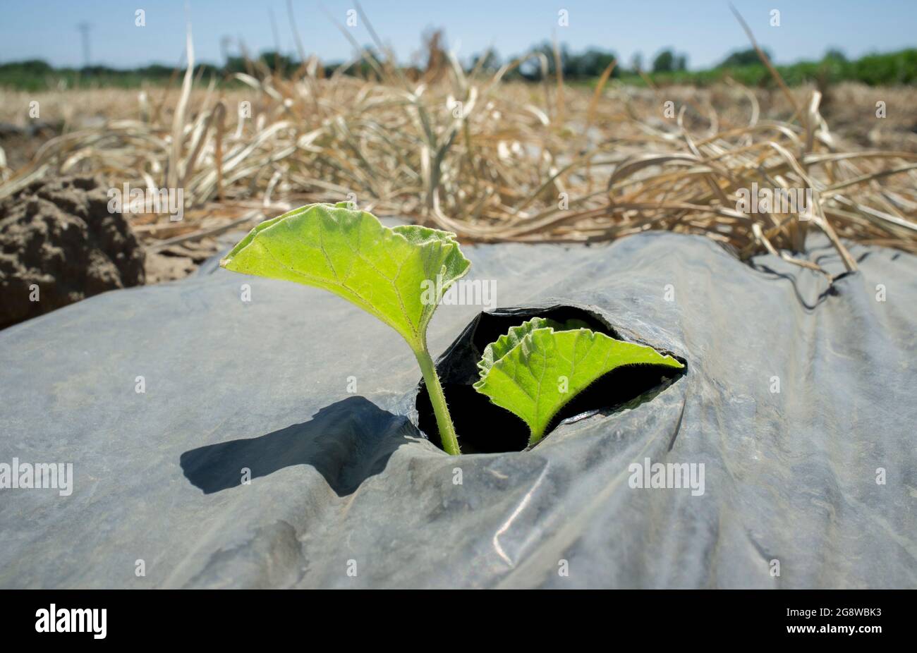 Young plant sprouting through the hole of protective plastic. Sprout Santa Claus melon or Piel de Sapo melon cultivation Stock Photo