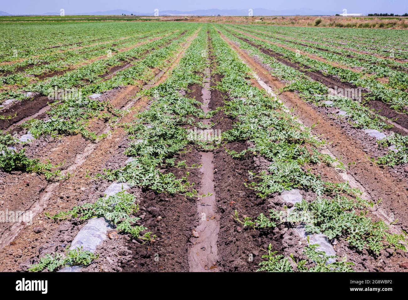 Element Water Line Watermelon Holls