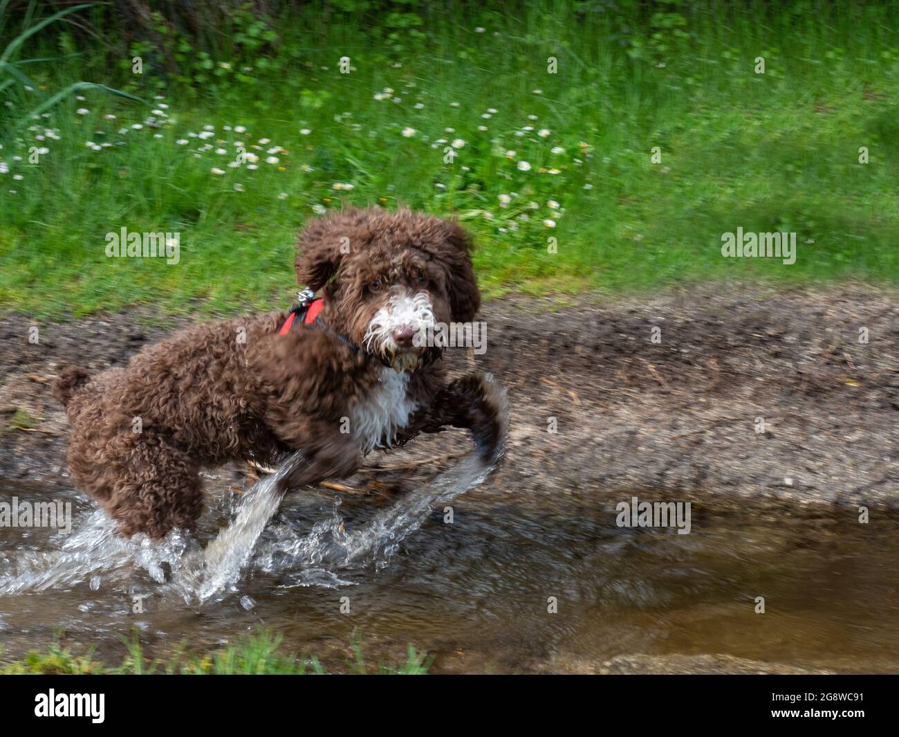 Woolly puppy playing in a stream. Brown woolly puppy playing in the lake near the mountains. Stock Photo