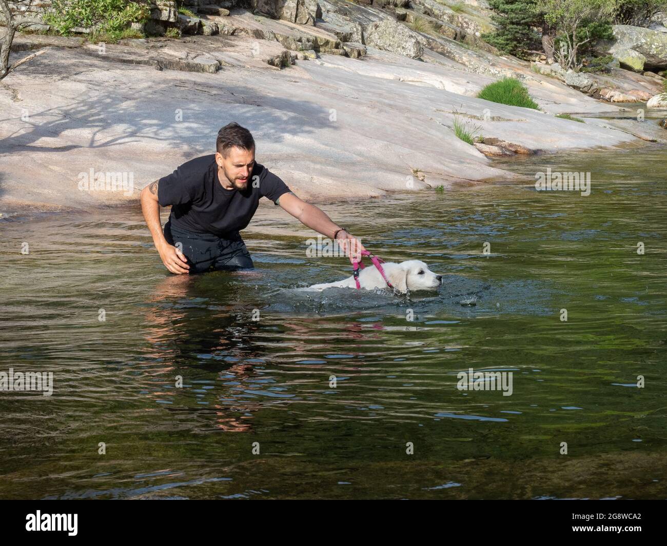 Dog handler holding by the leash teaching puppy to swim in lagoon ...