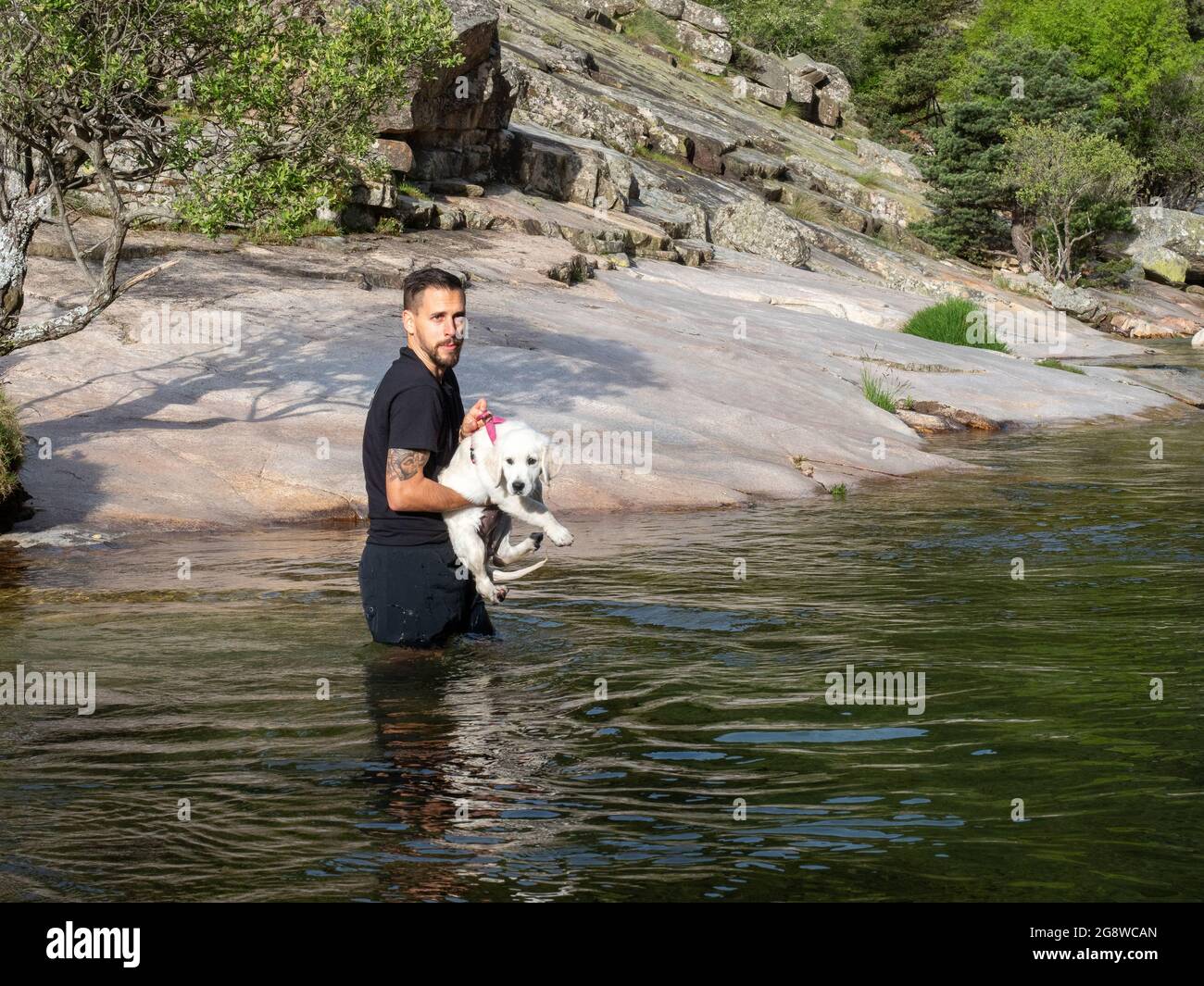 Dog handler holding puppy to teach him to swim in a lagoon. White puppy ...