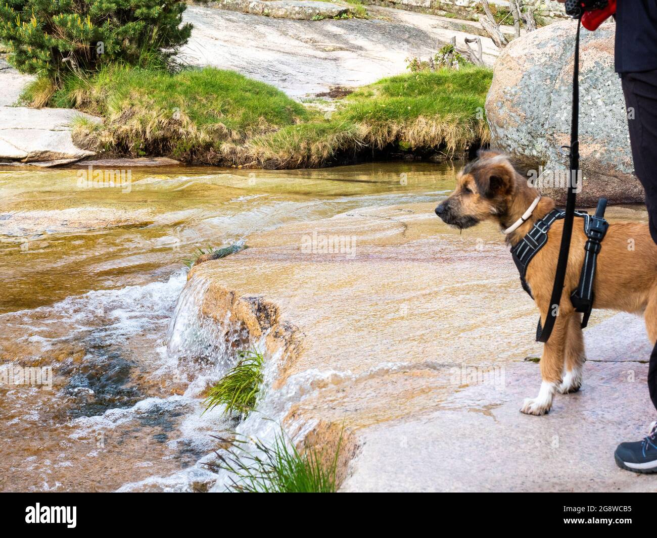 Puppy looking away in lagoon in a rural scene. Brown dog with its next to owner looking away in a lake. Stock Photo