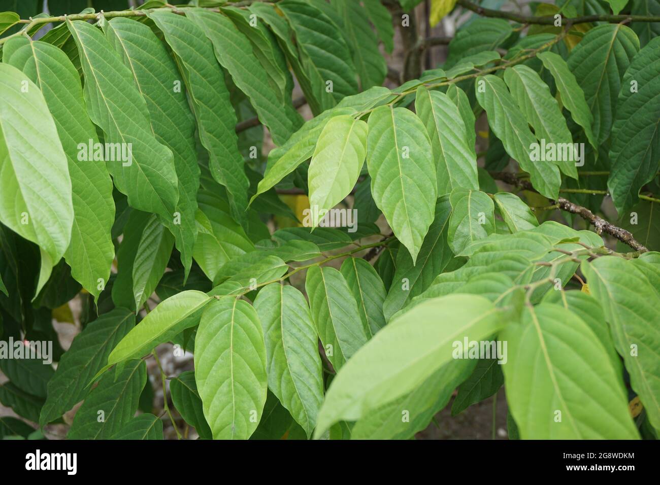 Cananga odorata leaves with a natural background. Indonesian call it kenanga Stock Photo