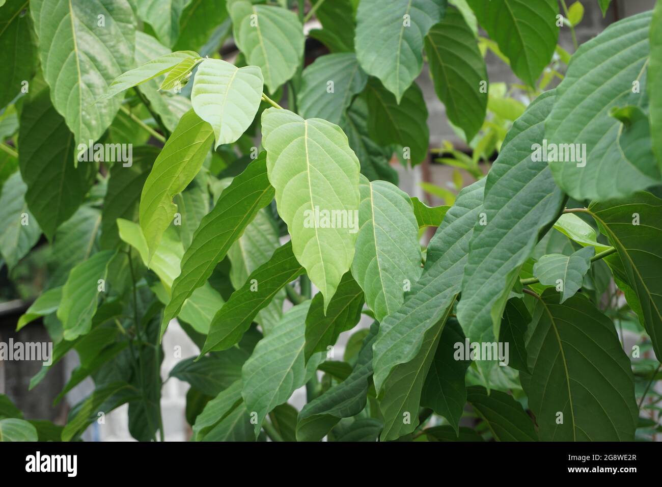 Cananga odorata fruticosa hi-res stock photography and images - Alamy