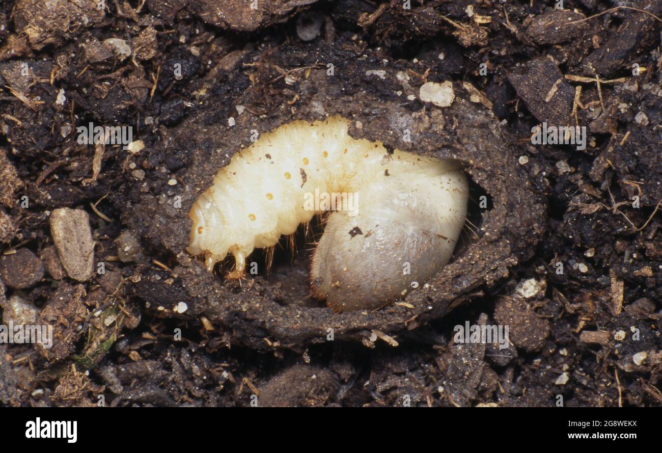 CURL GRUB, THE LARVAE OF THE AFRICAN BEETLE Stock Photo