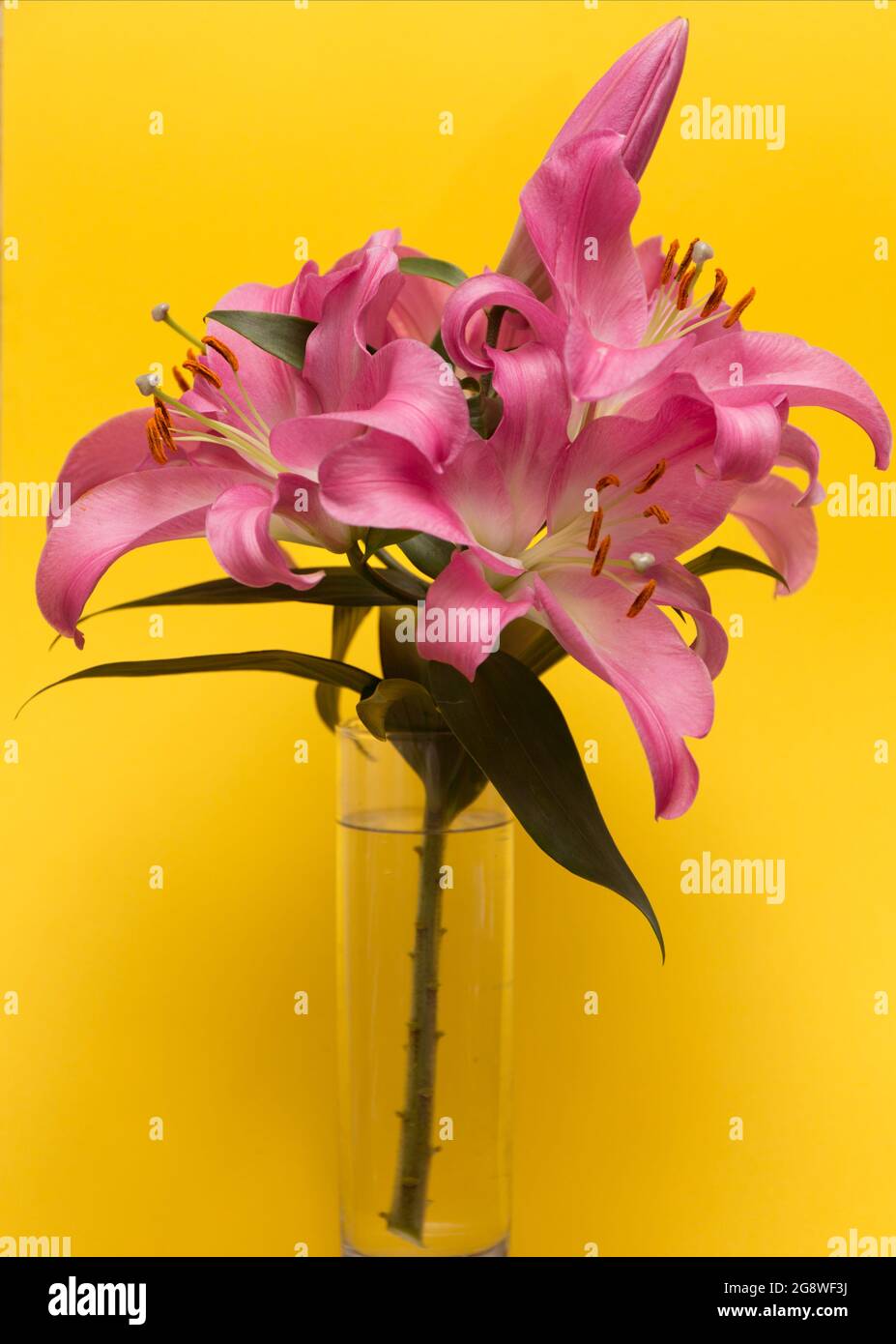 Pink lilies bouquet in glass vase on yellow background Stock Photo - Alamy