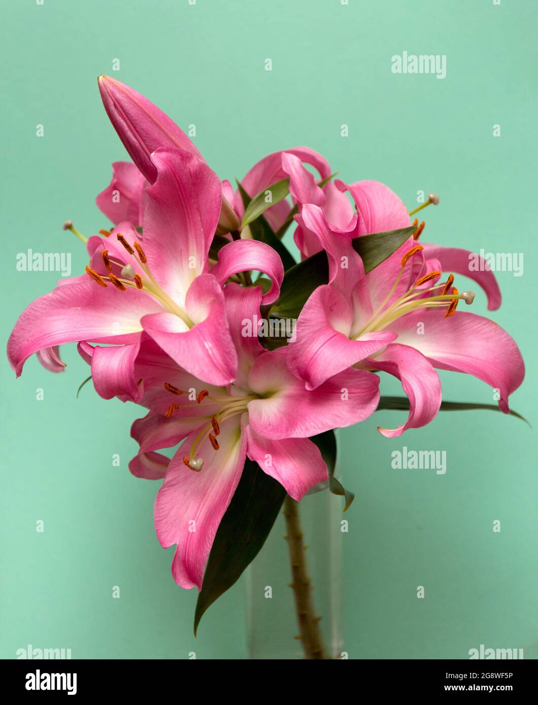 Pink lilies bouquet in glass vase on light mint background Stock Photo ...
