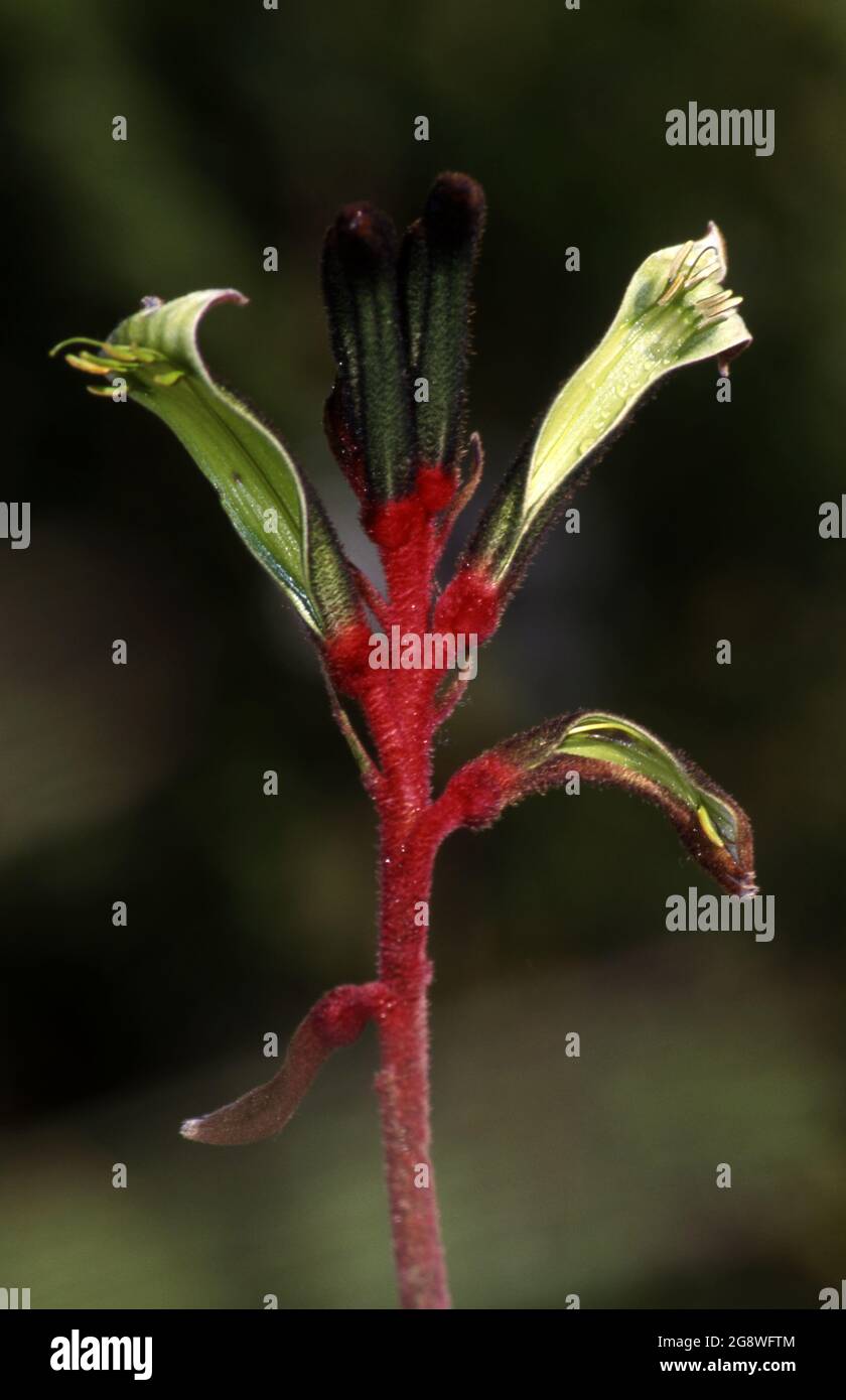 CLOSE-UP OF A RED AND GREEN KANGAROO PAW FLOWER. Stock Photo