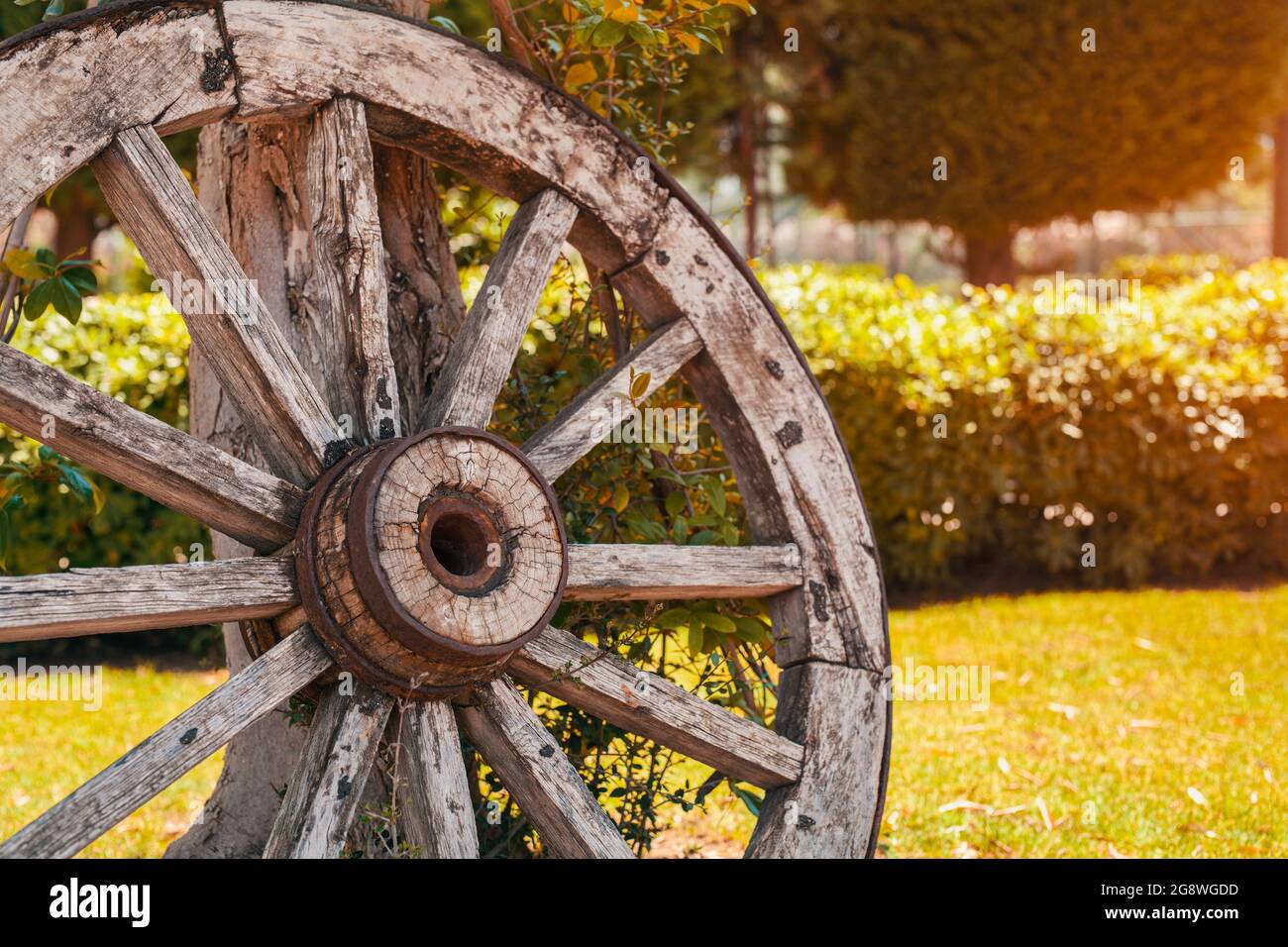 Vintage garden decoration concept. Close-up of an old rustic wooden wagon wheel leaning to tree trunk in summer. Stock Photo