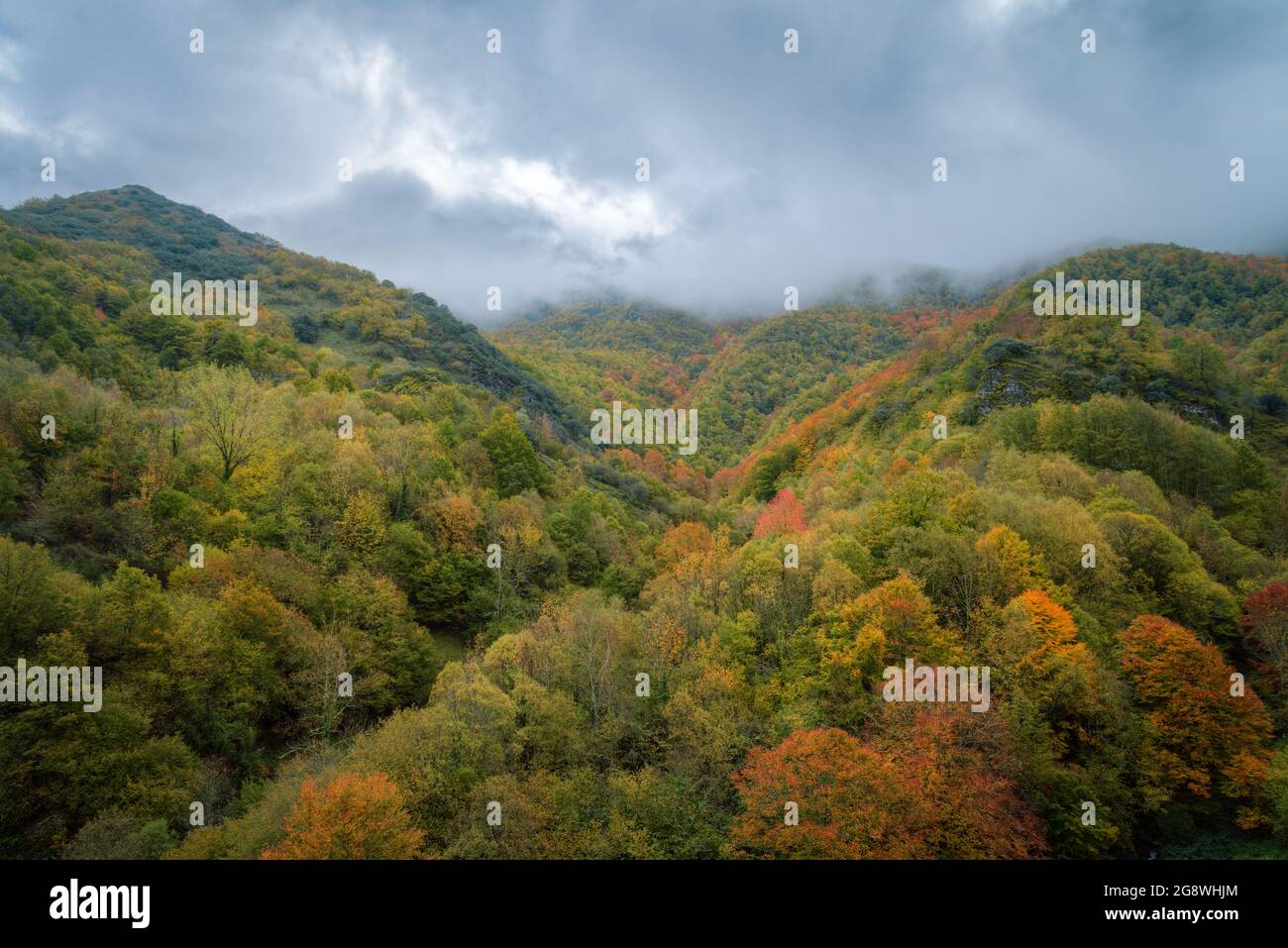 Autumn rainy day over the colorful forest in Devesa daRogueira in Courel Galicia Stock Photo