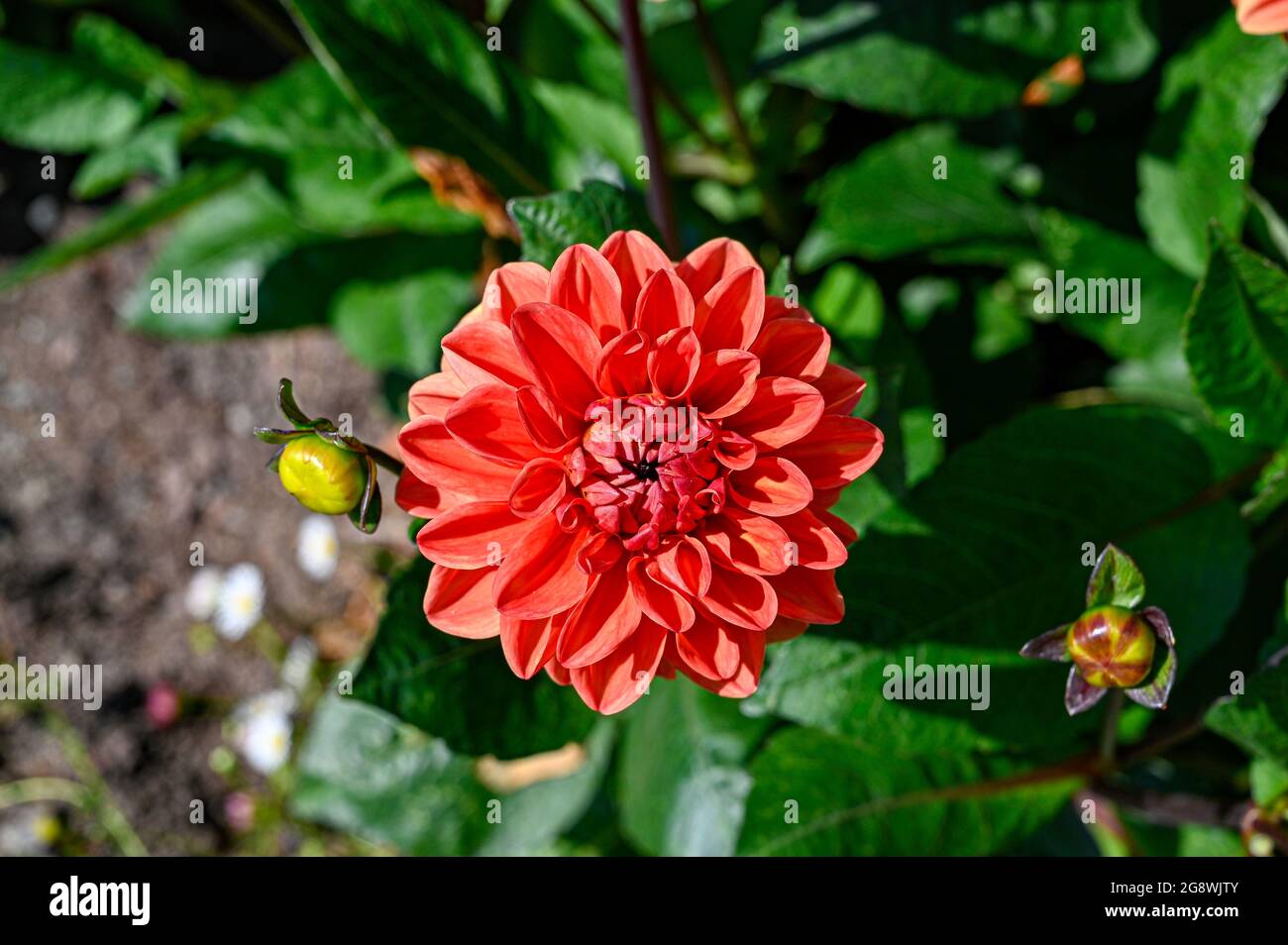 Dahlia called Orange nugget in Uppsala botanical garden Stock Photo