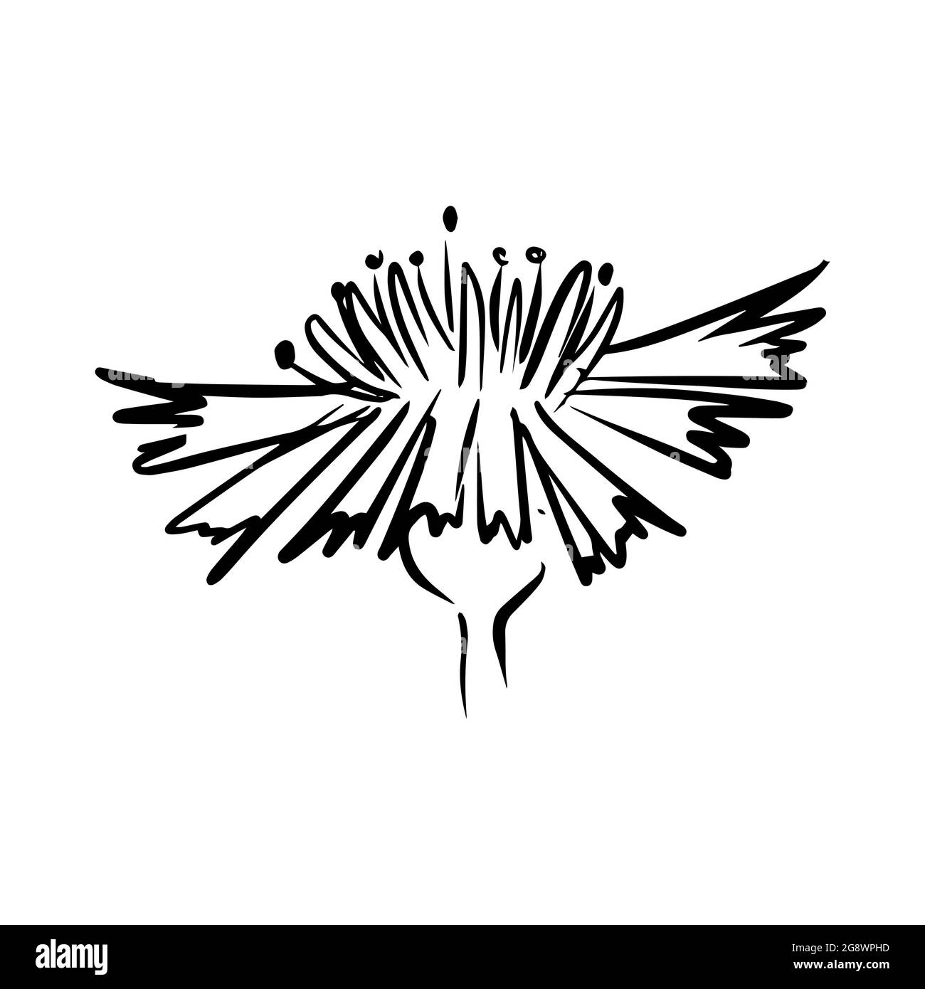 Cornflower hand drawn illustration. Line art. Isolated on white background Stock Vector Image