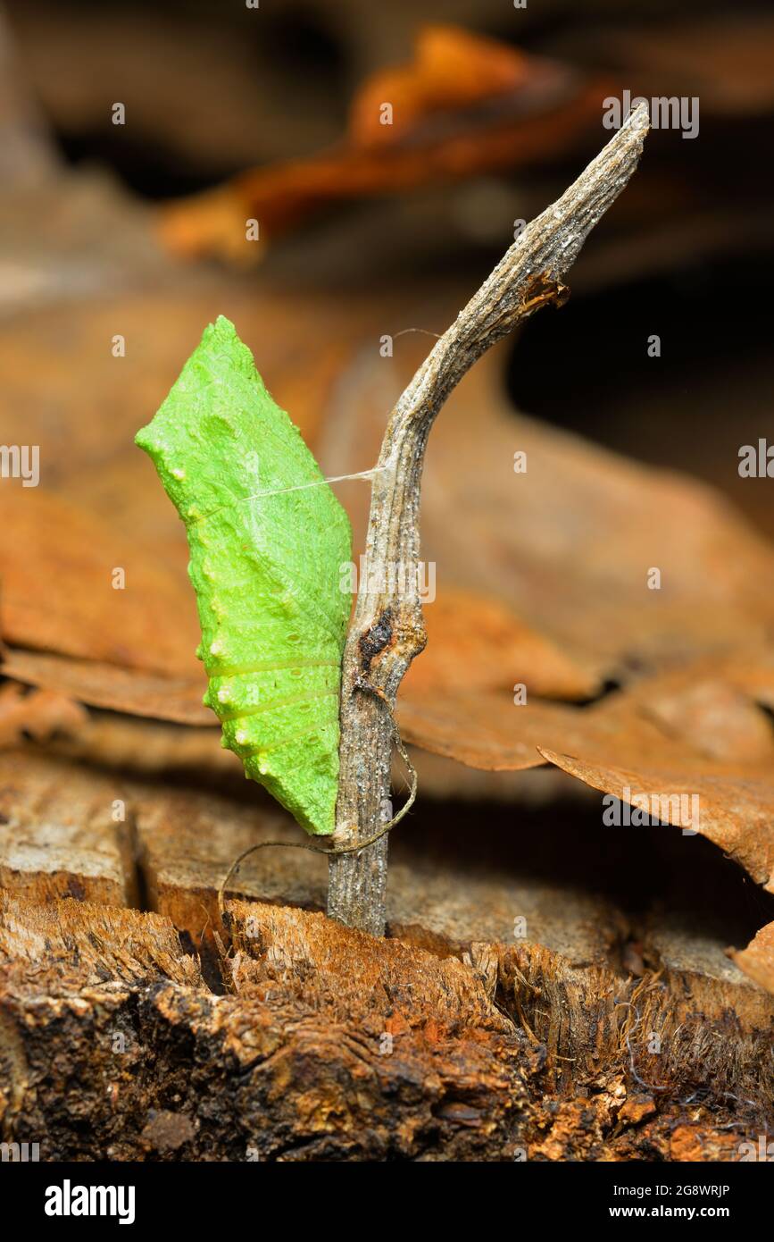 Tropical butterfly cocoons chrysalis, hanging from a twig and ready to hatch Stock Photo Alamy