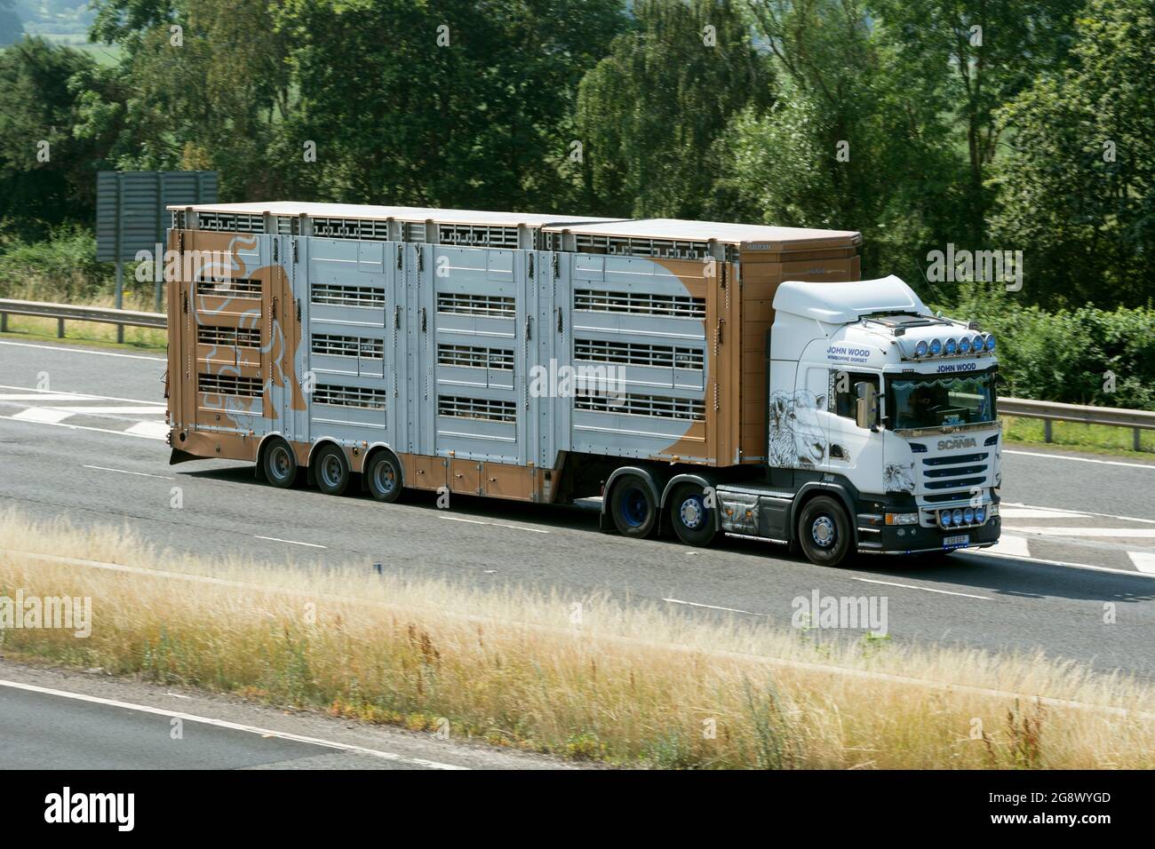 A lorry transporting sheep on the M40 motorway, Warwickshire, UK Stock Photo