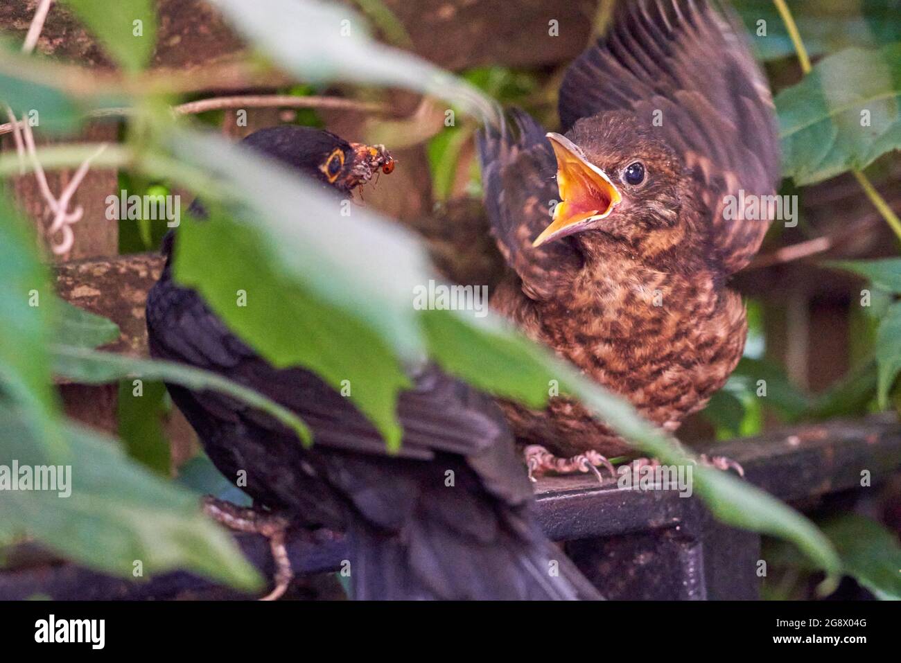 Blackbird fledgeling hiding in the hedge of an urban garden being fed insects by male parent. In July so probably second or third brood. Stock Photo