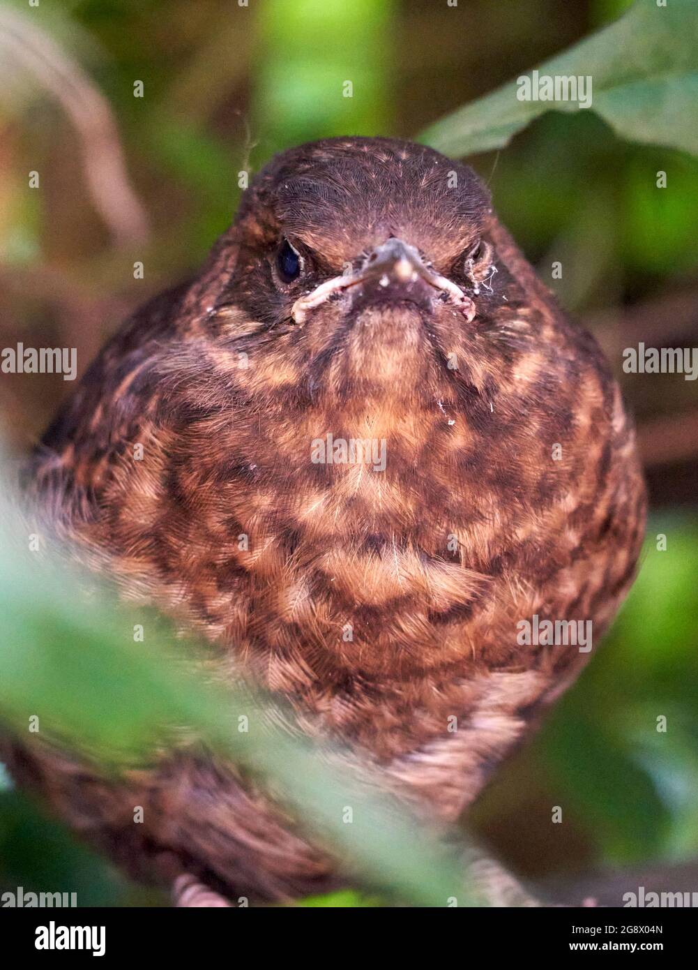 Blackbird fledgeling hiding in the hedge of an urban garden waiting for