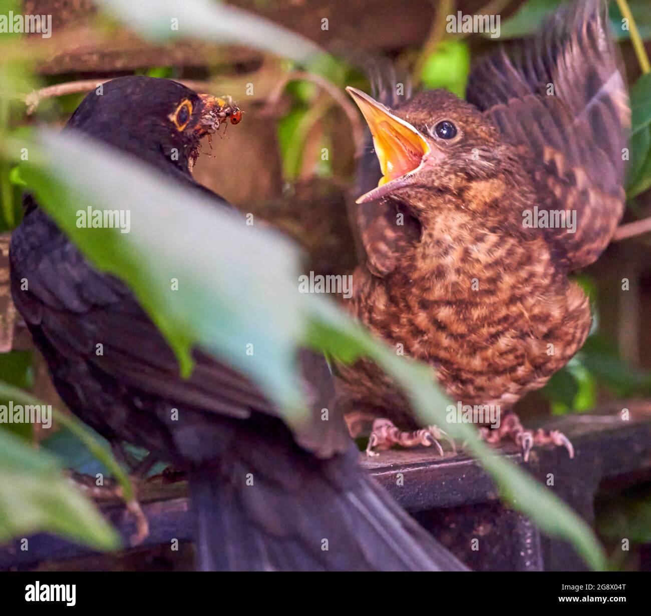 Blackbird fledgeling hiding in the hedge of an urban garden being fed insects by male parent. In July so probably second or third brood. Stock Photo