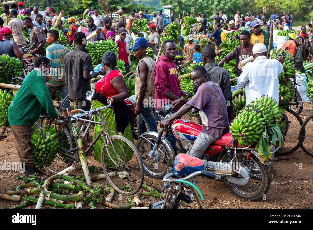 View over the banana market in Kitwa, Uganda Stock Photo