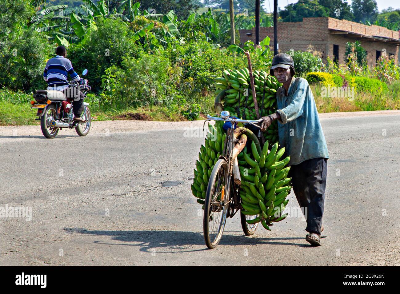 Local man carrying bananas on his bicycle in Kitwa, Uganda Stock Photo