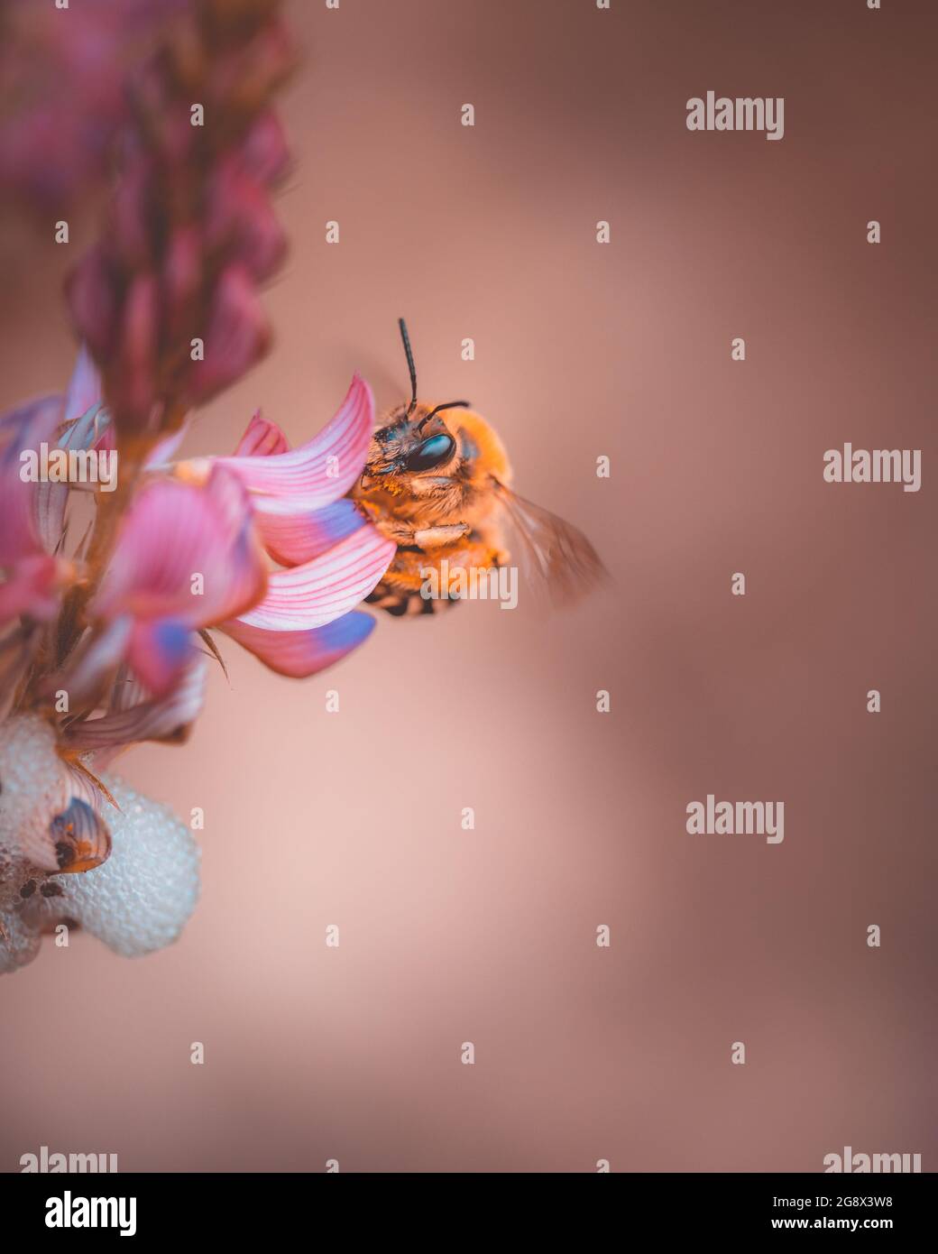 Nectar of pink flowers hi-res stock photography and images - Alamy