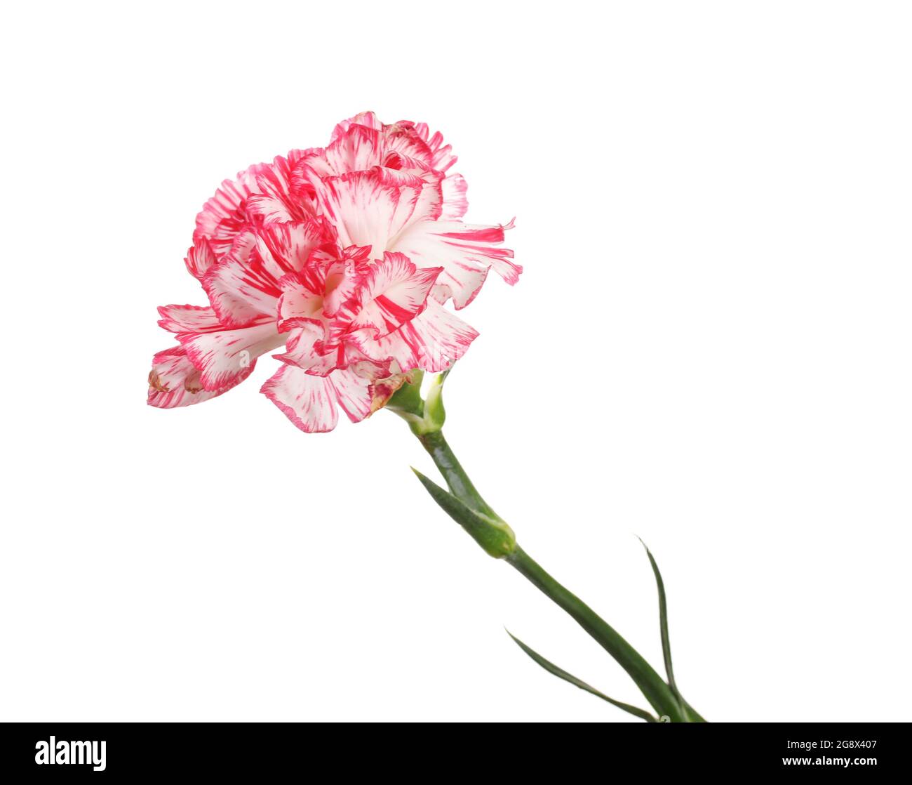 Beautiful carnation isolated on white Stock Photo Alamy