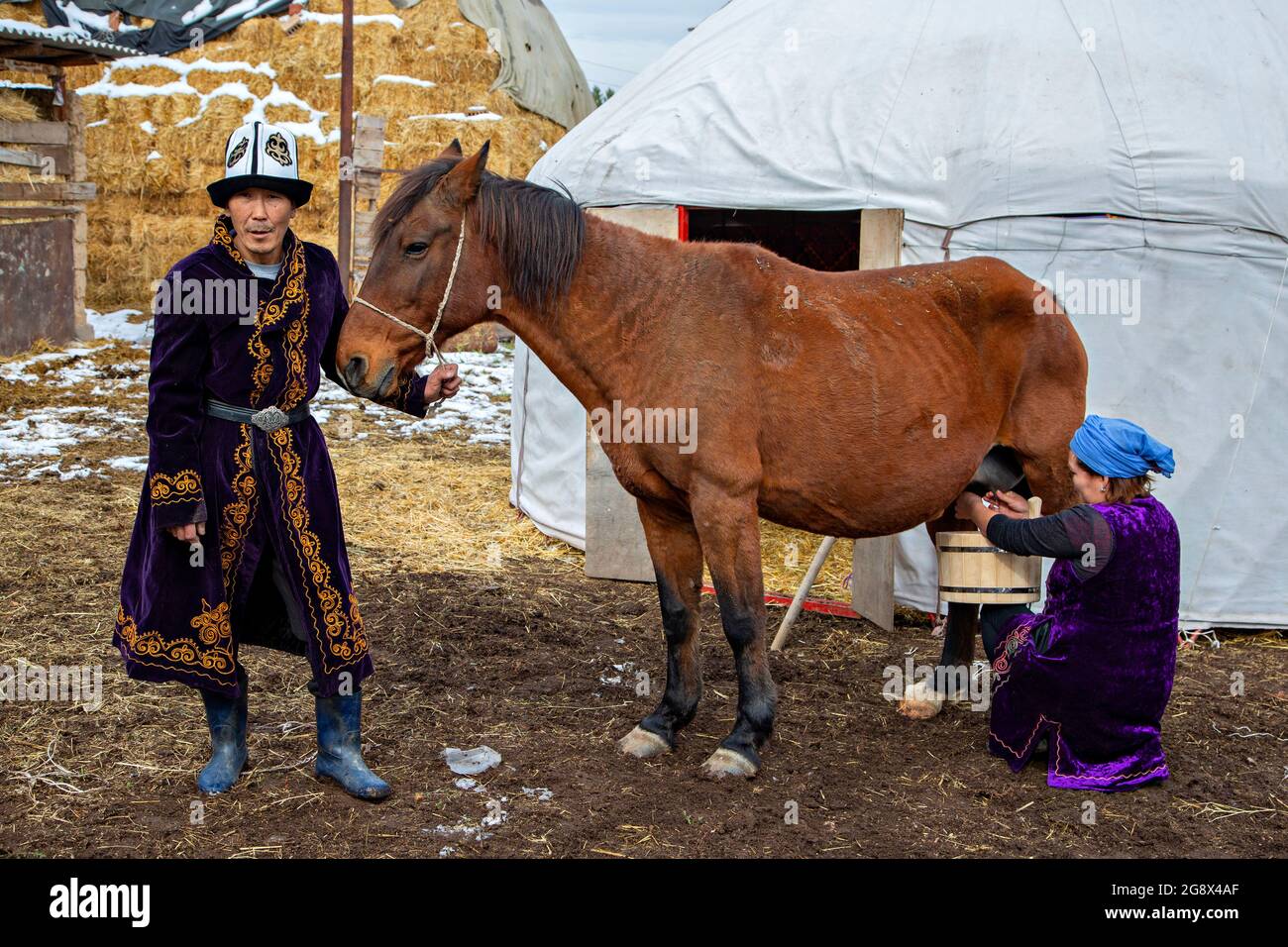 Nomadic man holding the horse and nomadic woman milking it to make local traditional drink known as Kymyz, in Bishkek, Kyrgyzstan. Stock Photo