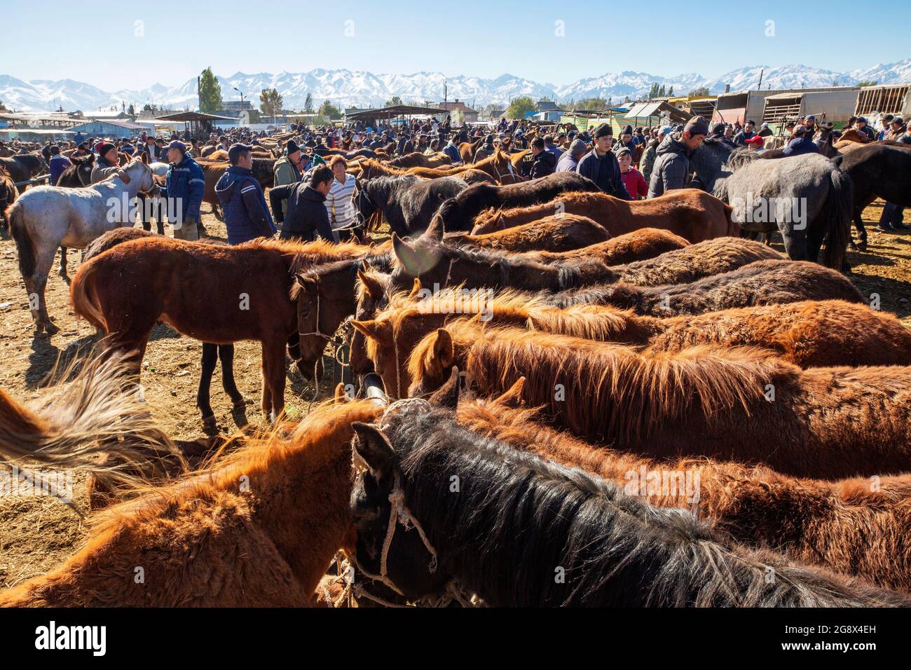 Horses for sale in the livestock market, in Tokmok, Kyrgyzstan. Stock Photo