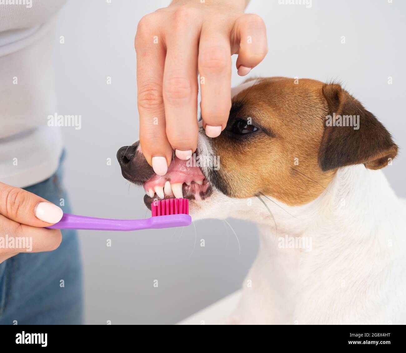 Woman brushing her dog jack russell terrier teeth on white background