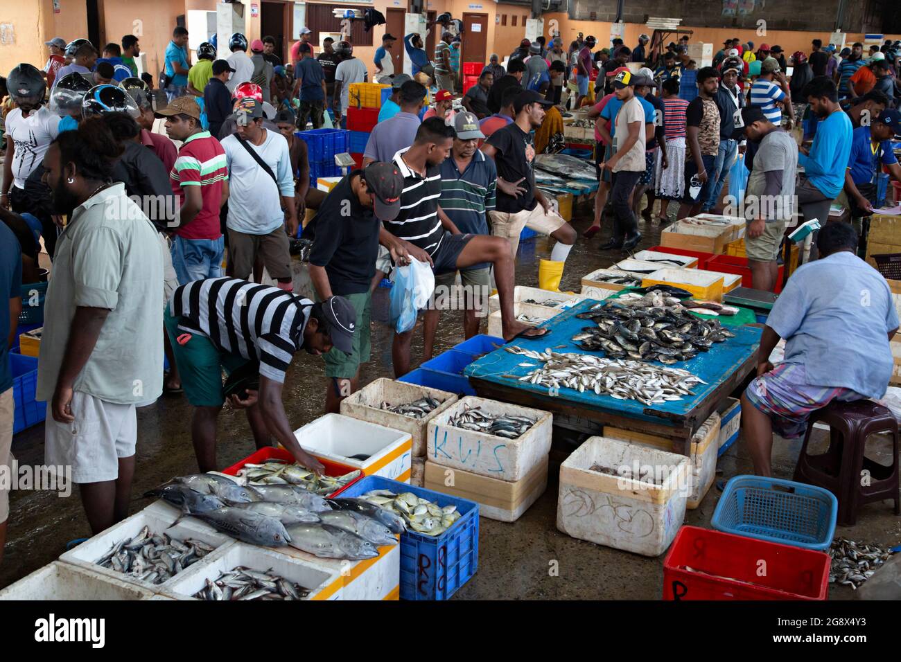 Negombo fish market early in the morning, in Negombo, Sri Lanka Stock Photo