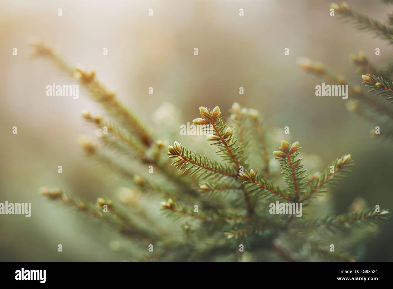 Fragrant branches of spruce with green needles and small cones grow in