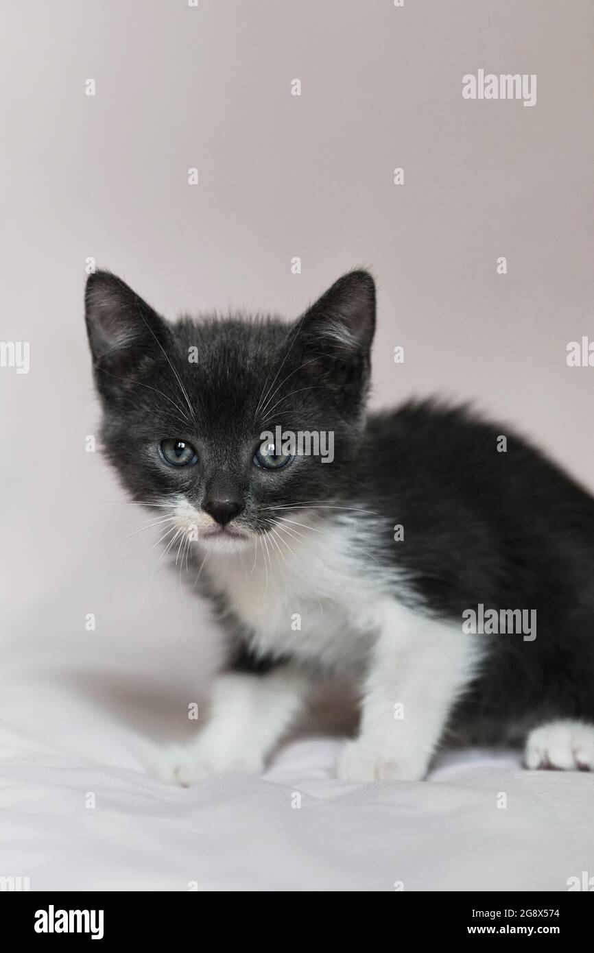 Cute fluffy domestic gray young kitten is sitting on white blanket and posing. Advertising for pet store or cat food and care products. Kitten on whit Stock Photo
