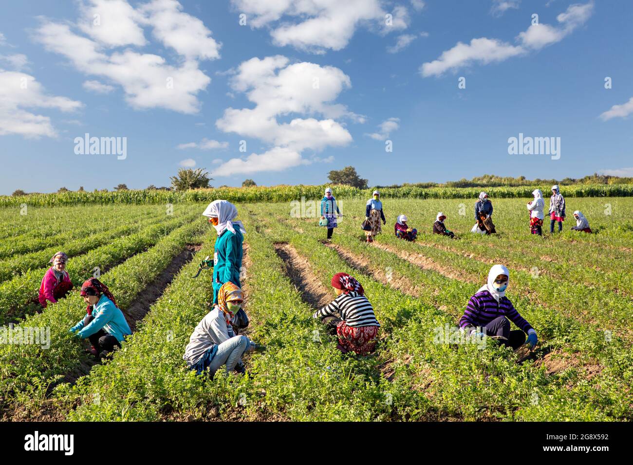 Local women in the agricultural field in the outskirts of Samarkand, Uzbekistan Stock Photo