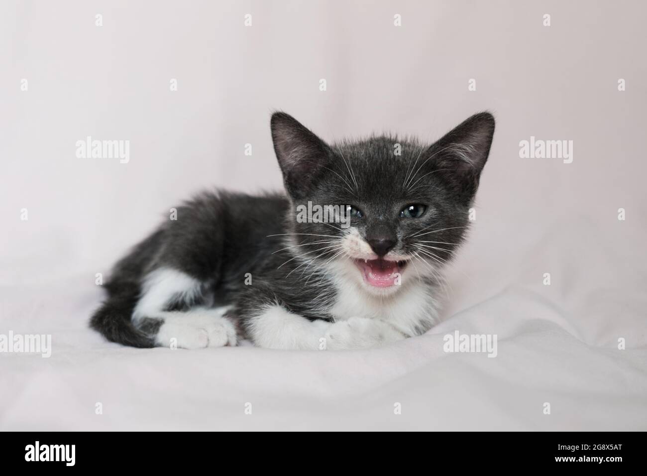 Cute fluffy domestic gray young kitten lies on white blanket, tucking its paws under it and posing. Advertising for pet store or cat food and care pro Stock Photo