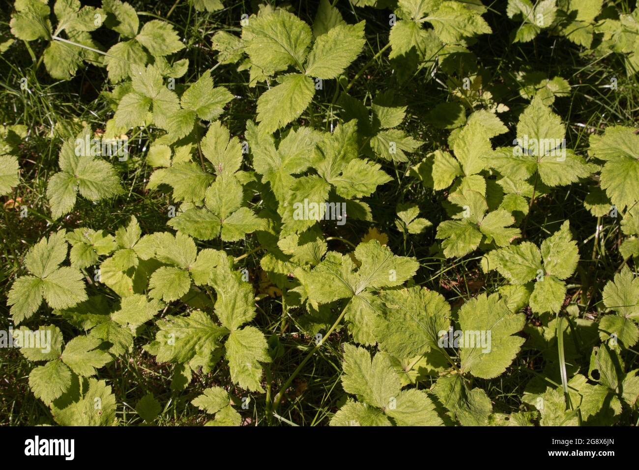 East asian wildparsley hires stock photography and images Alamy
