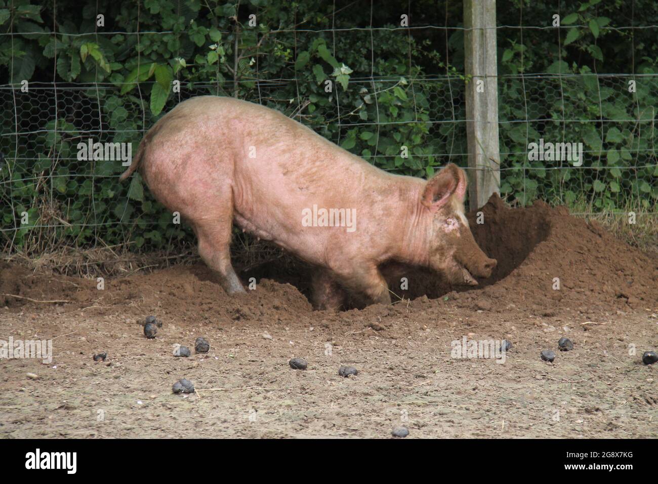 A Muddy Faced Pink Farm Pig Digging a Hole in the Soil Stock Photo Alamy