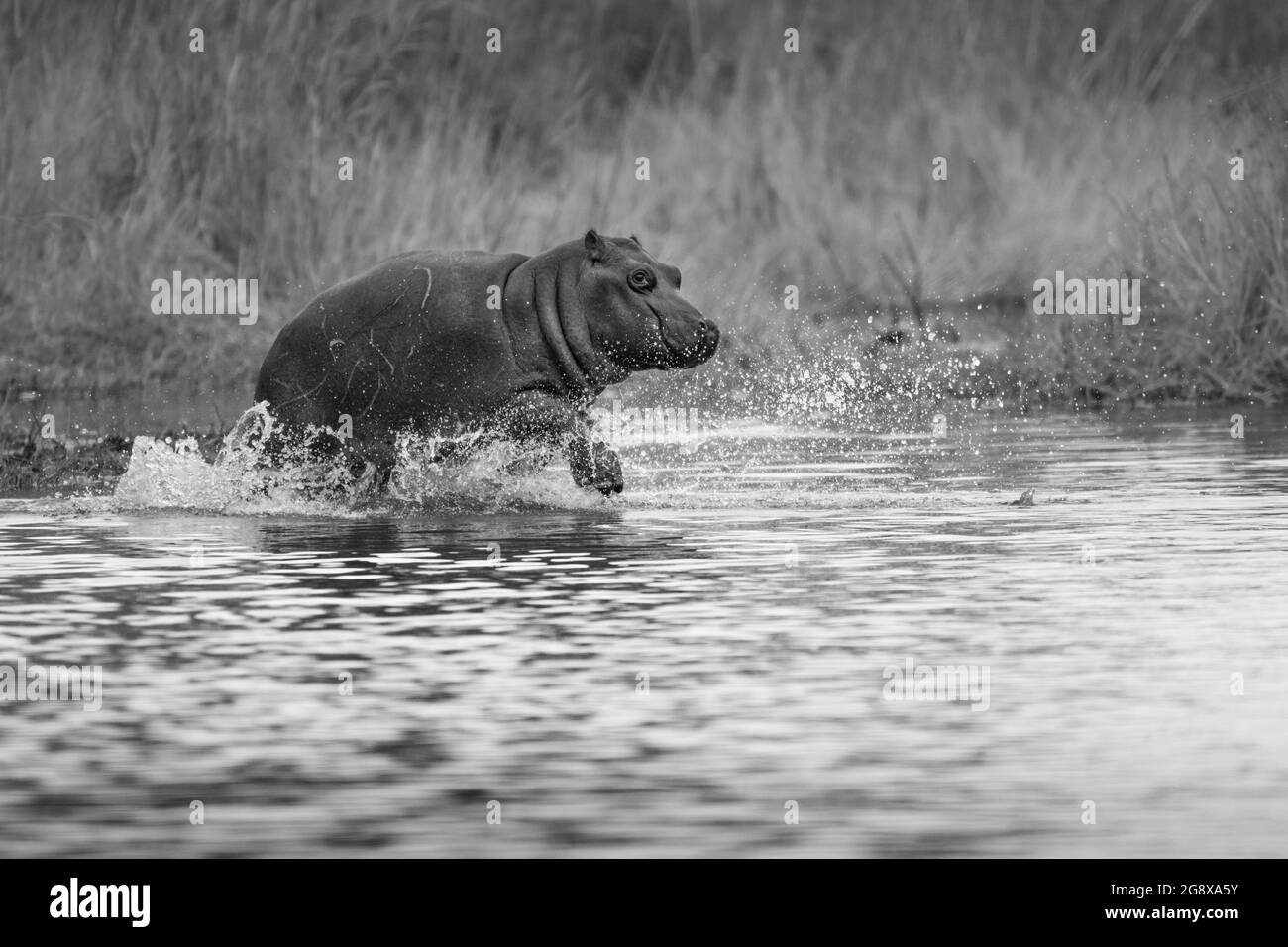 Hippo in water Black and White Stock Photos & Images Alamy