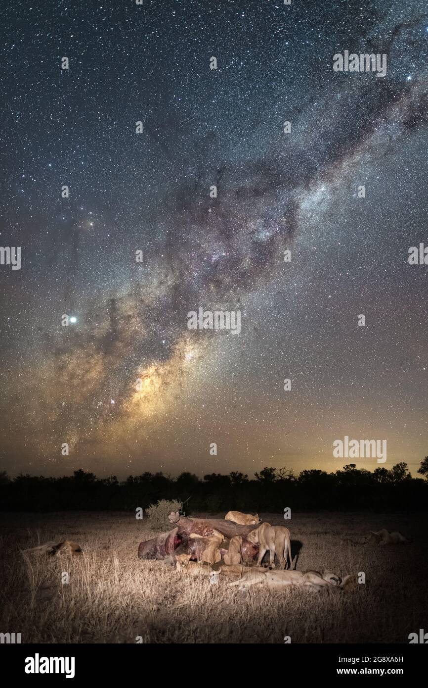 A pride of lions, Panthera leo, feed on a kill underneath the milky way ...
