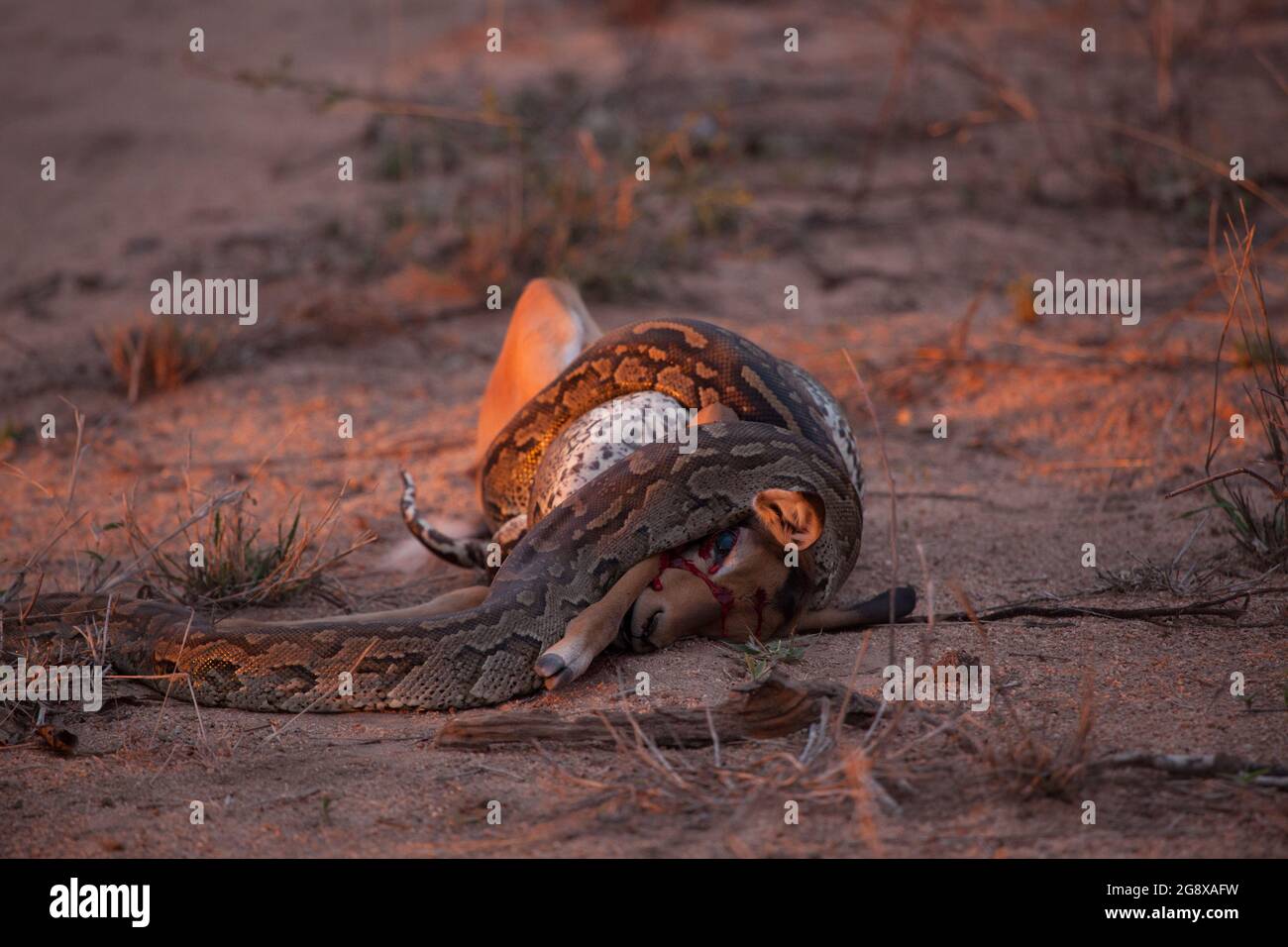 African Rock Python, Python sebae, constricts an impala, Aepyceros melampus Stock Photo