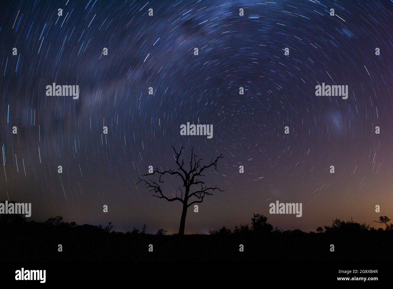 A star trail around a dead tree Stock Photo
