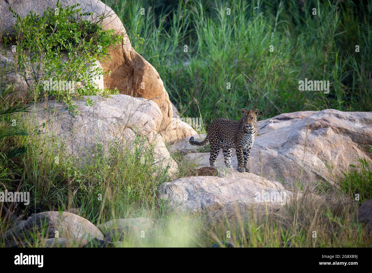 A leopard, Panthera pardus, walks across boulders in a river bed, greenery in background Stock Photo